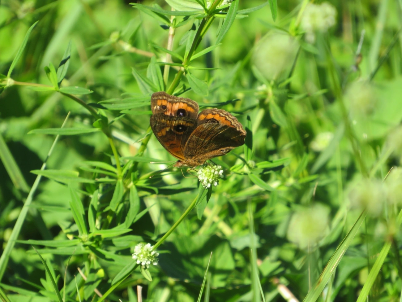 Borboleta-Olho-de-Pavão-Diurno (Junonia evarete), insetos, fotografado em Maresias, São Sebastião