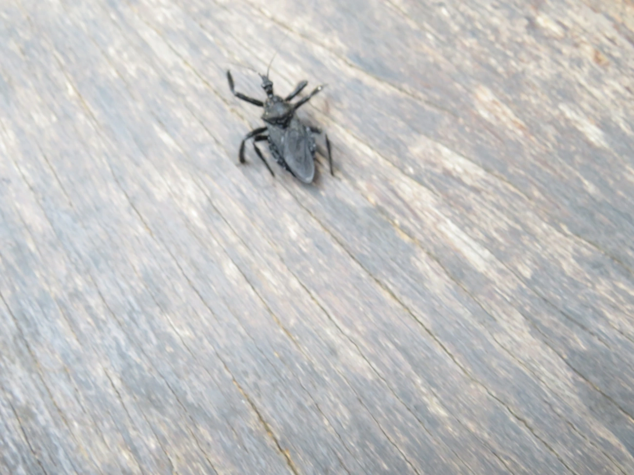 Apiomerus, insetos, fotografado em Indaiá, Caraguatatuba
