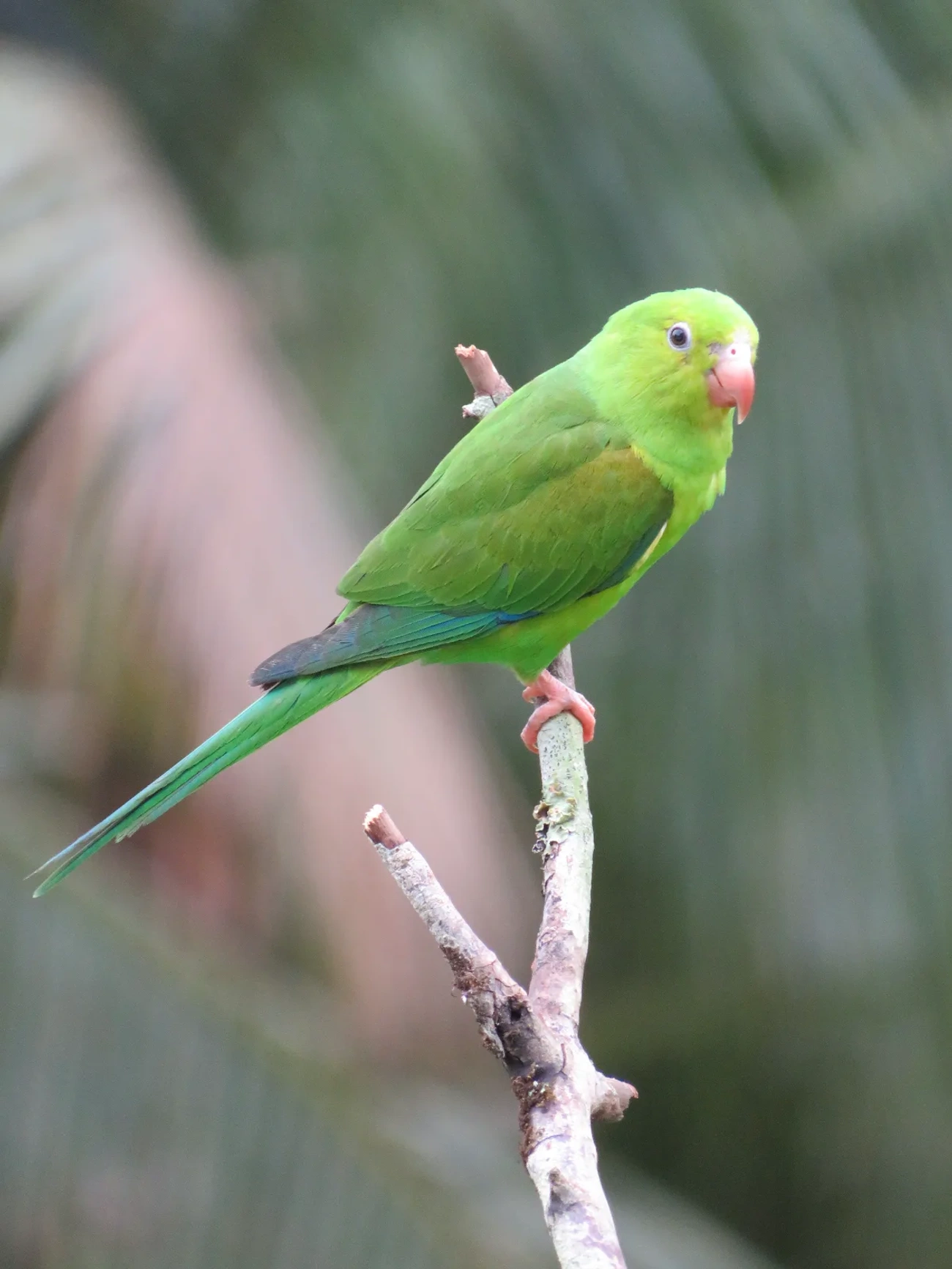 Periquito-rico (Brotogeris tirica), aves, fotografado em Maresias, São Sebastião