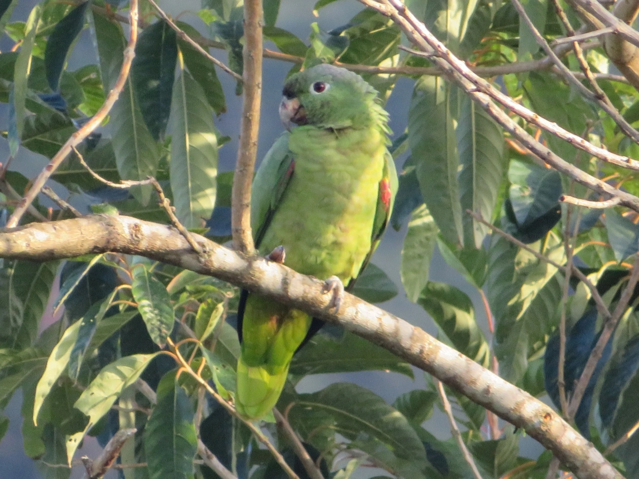 Papagaio-moleiro (Amazona farinosa), aves, fotografado em São Paulo