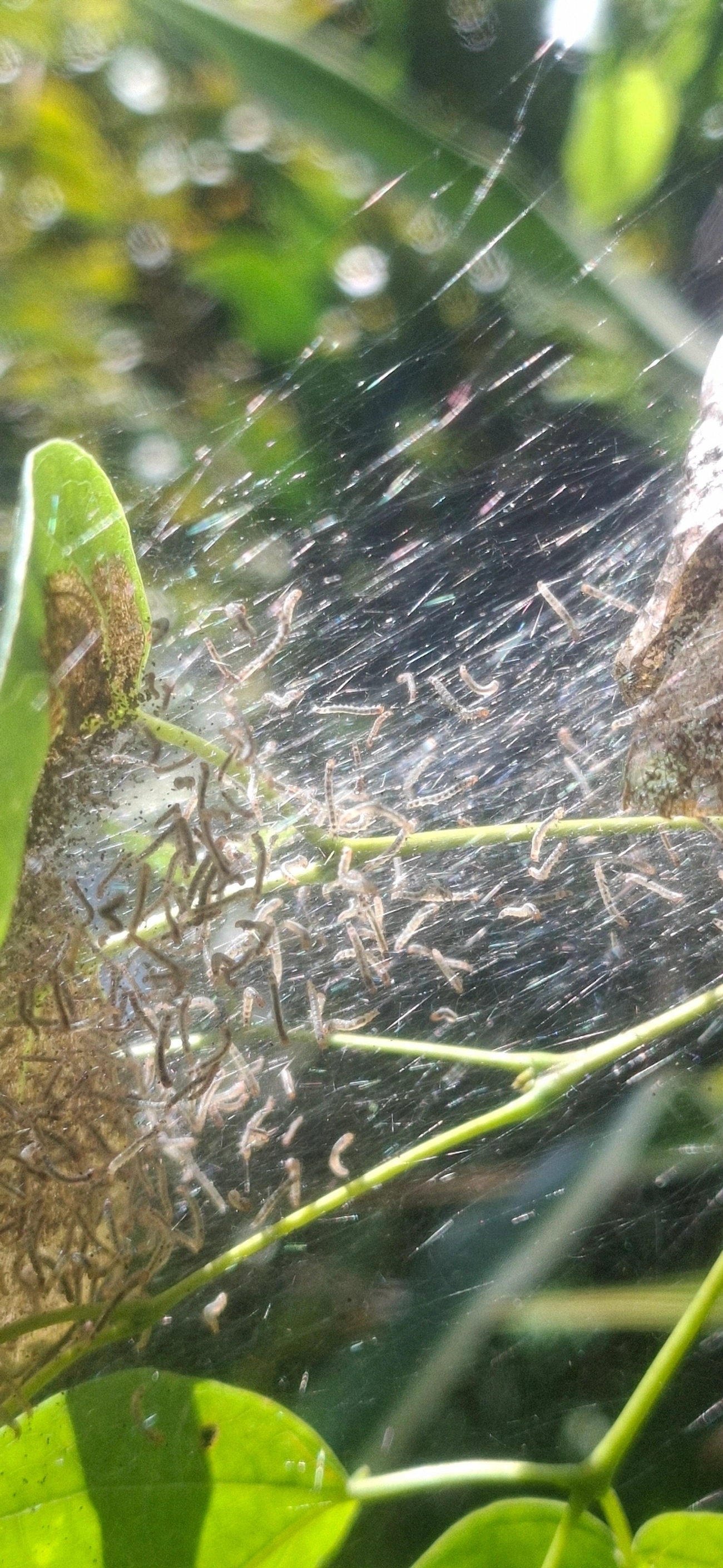 Insetos alados (Pterygota), insetos, fotografado em Maresias, São Sebastião