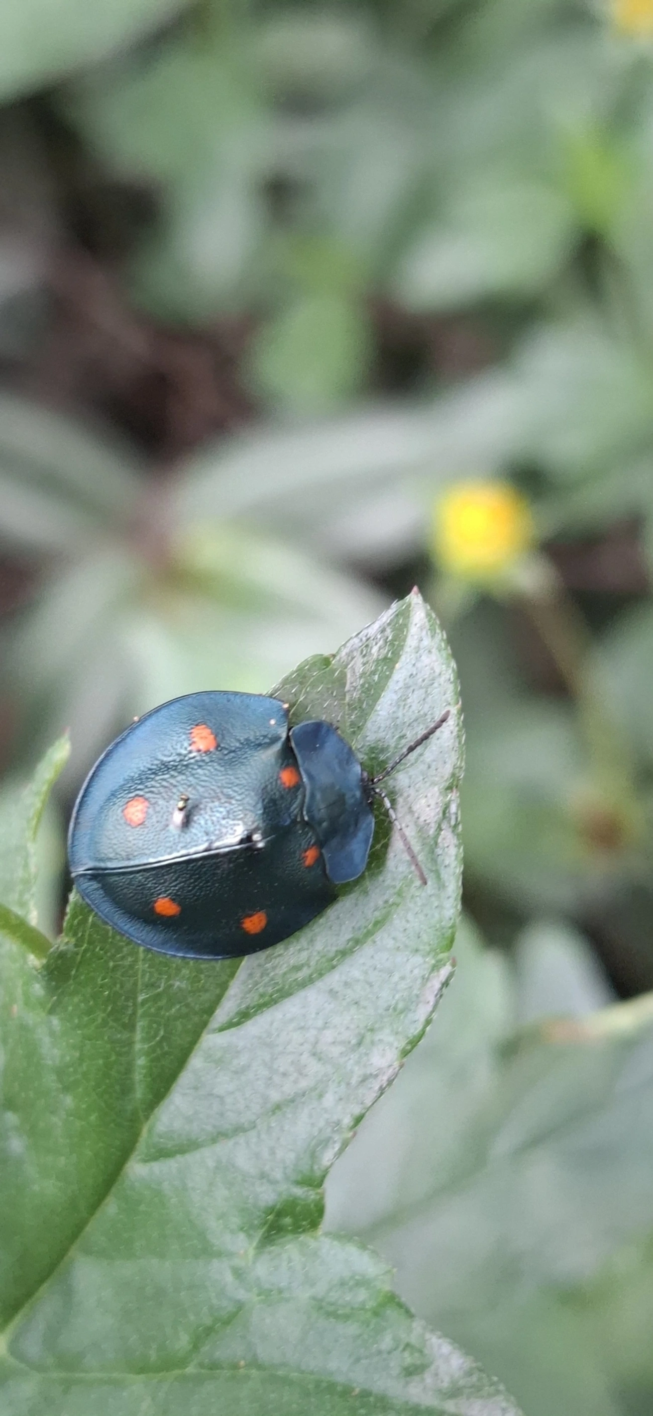 Besouro-tartaruga (Cyrtonota sexpustulata), insetos, fotografado em Camburí, São Sebastião