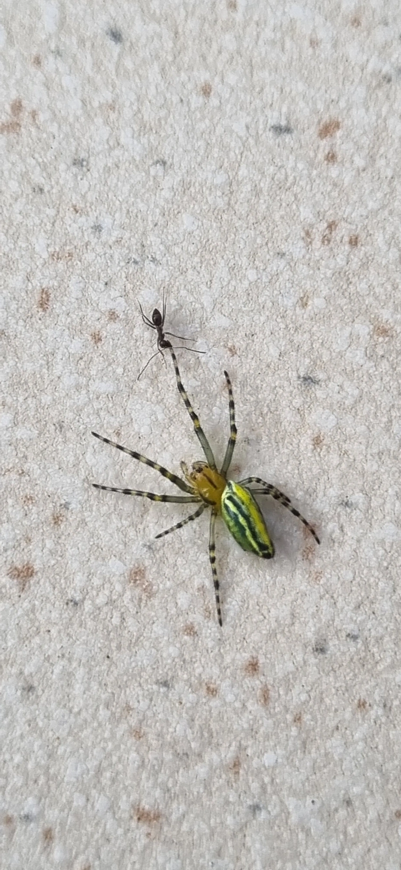 Alpaida navicula, aracnídeos, fotografado em Maresias, São Sebastião