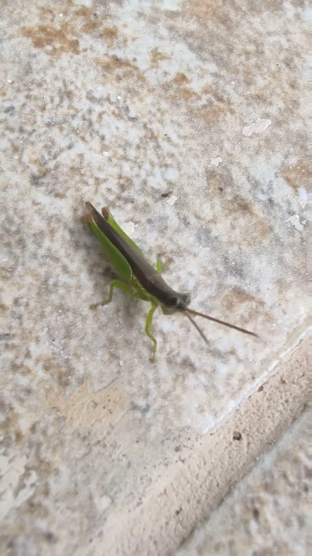 Gafanhoto-verde (Stenopola puncticeps), insetos, fotografado em Maresias, São Sebastião