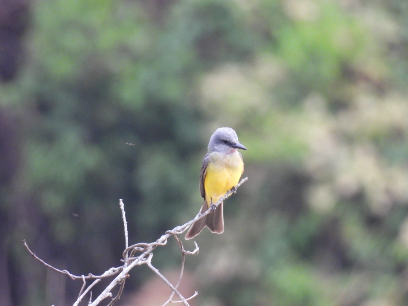 Suiriri (Tyrannus melancholicus), aves, fotografado em Itamonte