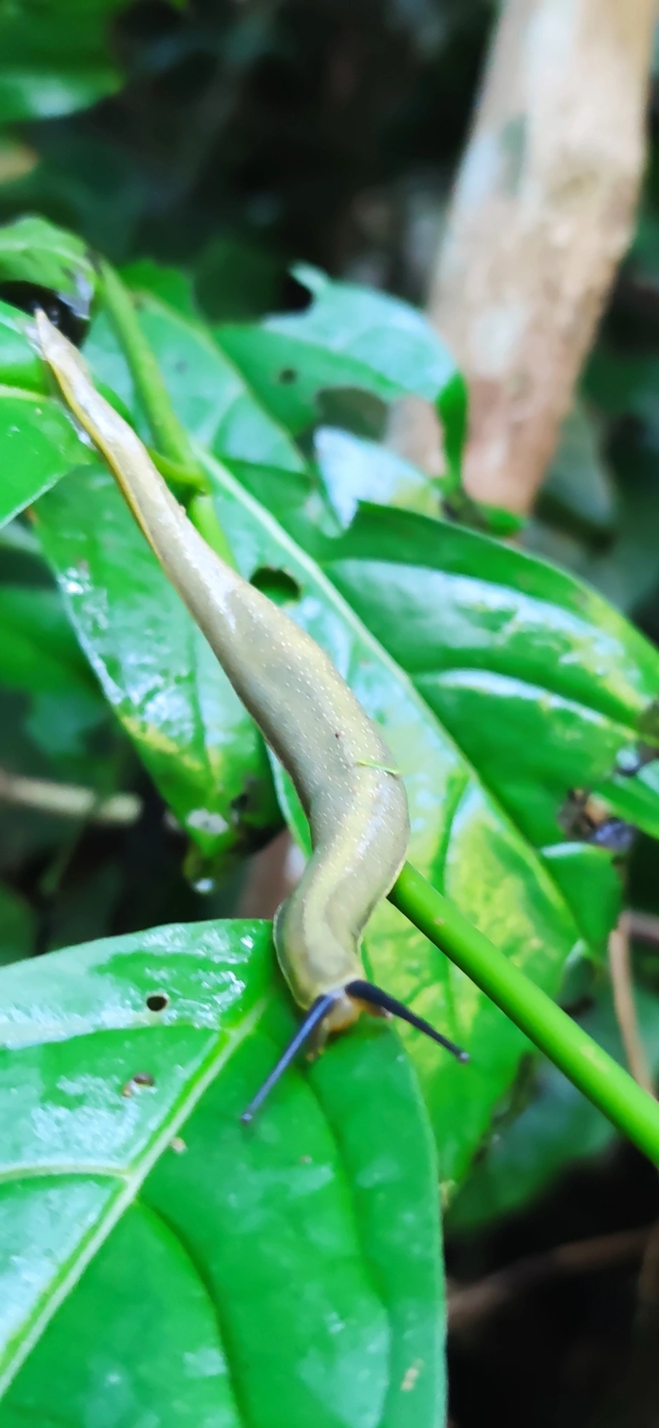 Vaginulus taunaisii, moluscos, fotografado em Maresias, São Sebastião