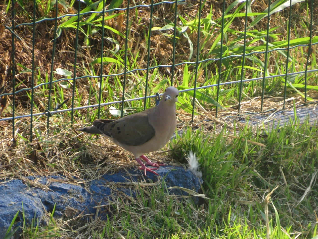 Pomba-de-bando (Zenaida auriculata), aves, fotografado em Indaiá, Caraguatatuba