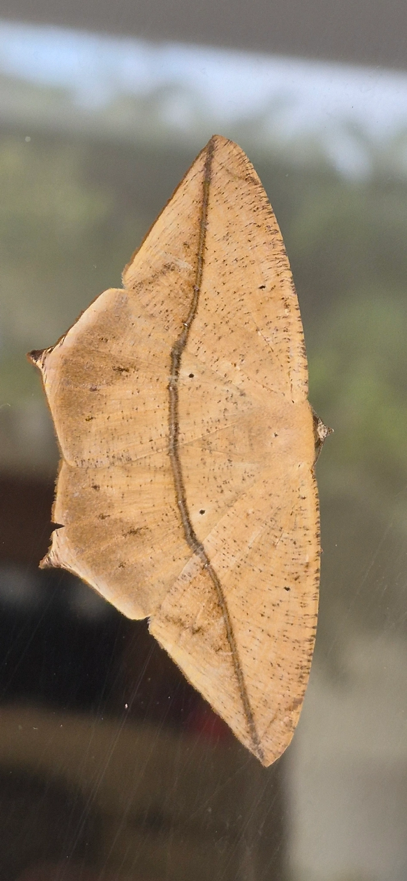 Ennominae, insetos, fotografado em Maresias, São Sebastião
