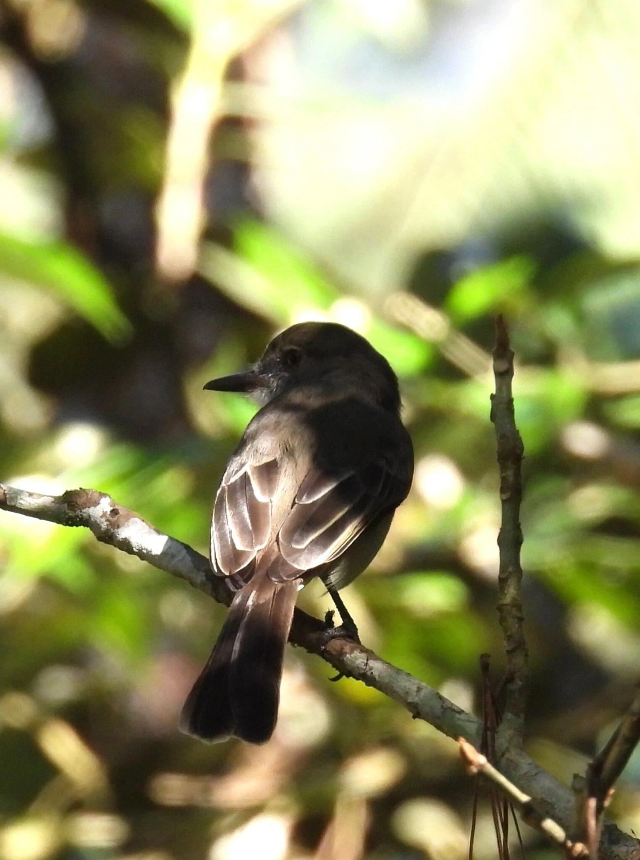 Marias-Cavaleiras e Afins (Myiarchus), aves, fotografado em Resende