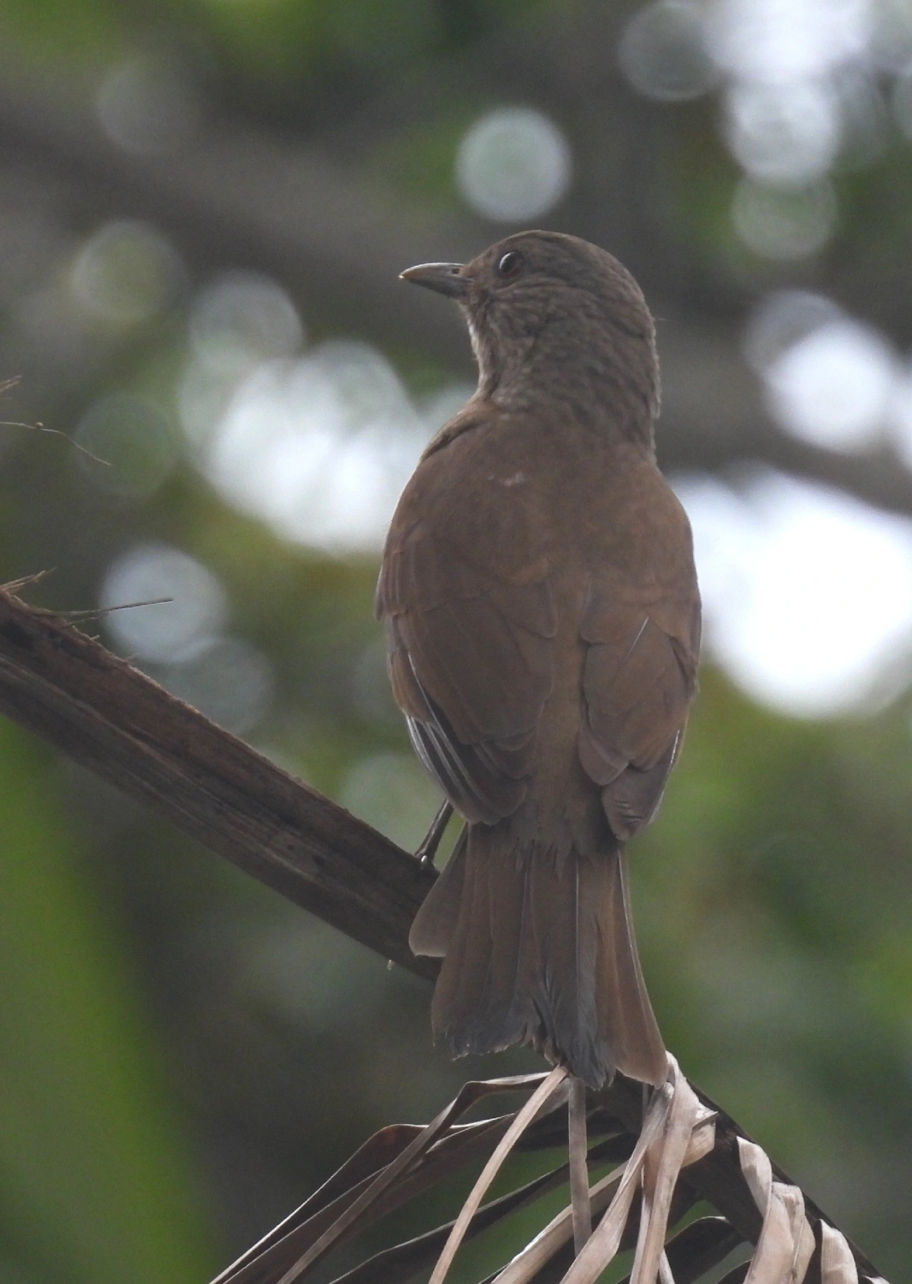 Sabiá-barranco (Turdus leucomelas), aves, fotografado em Maresias, São Sebastião
