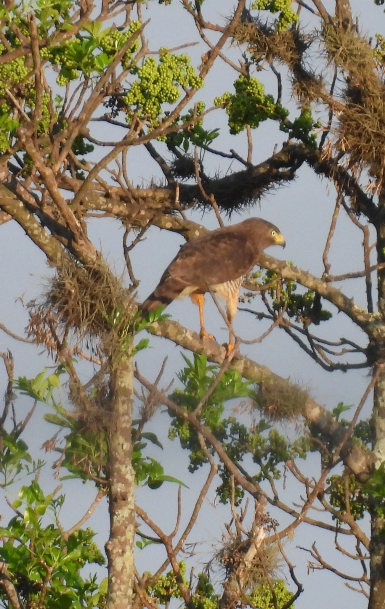 Gavião-carijó (Rupornis magnirostris), aves, fotografado em Campos de Santo Antonio, Itu