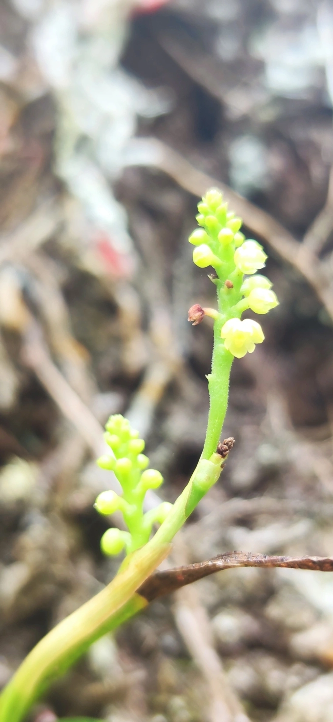 Polystachya, plantas, fotografado em Maresias, São Sebastião