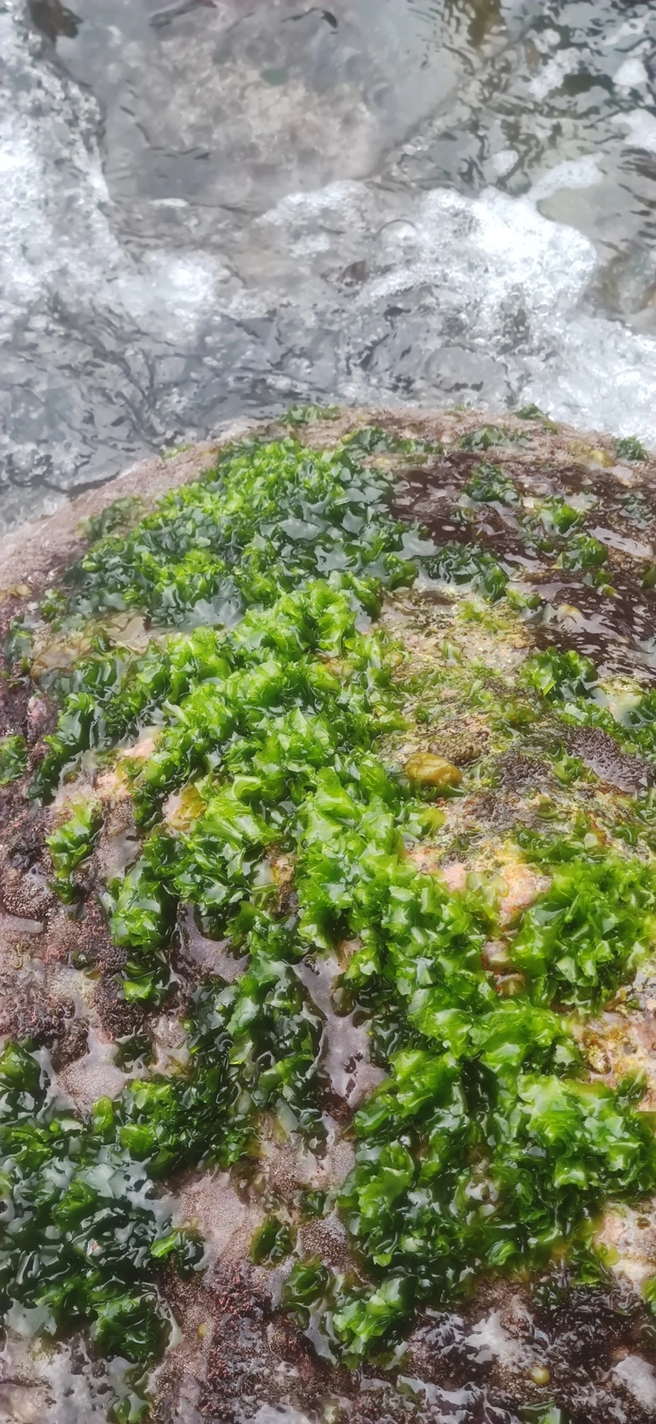 Alface-do-mar (Ulva lactuca), plantas, fotografado em Maresias, São Sebastião