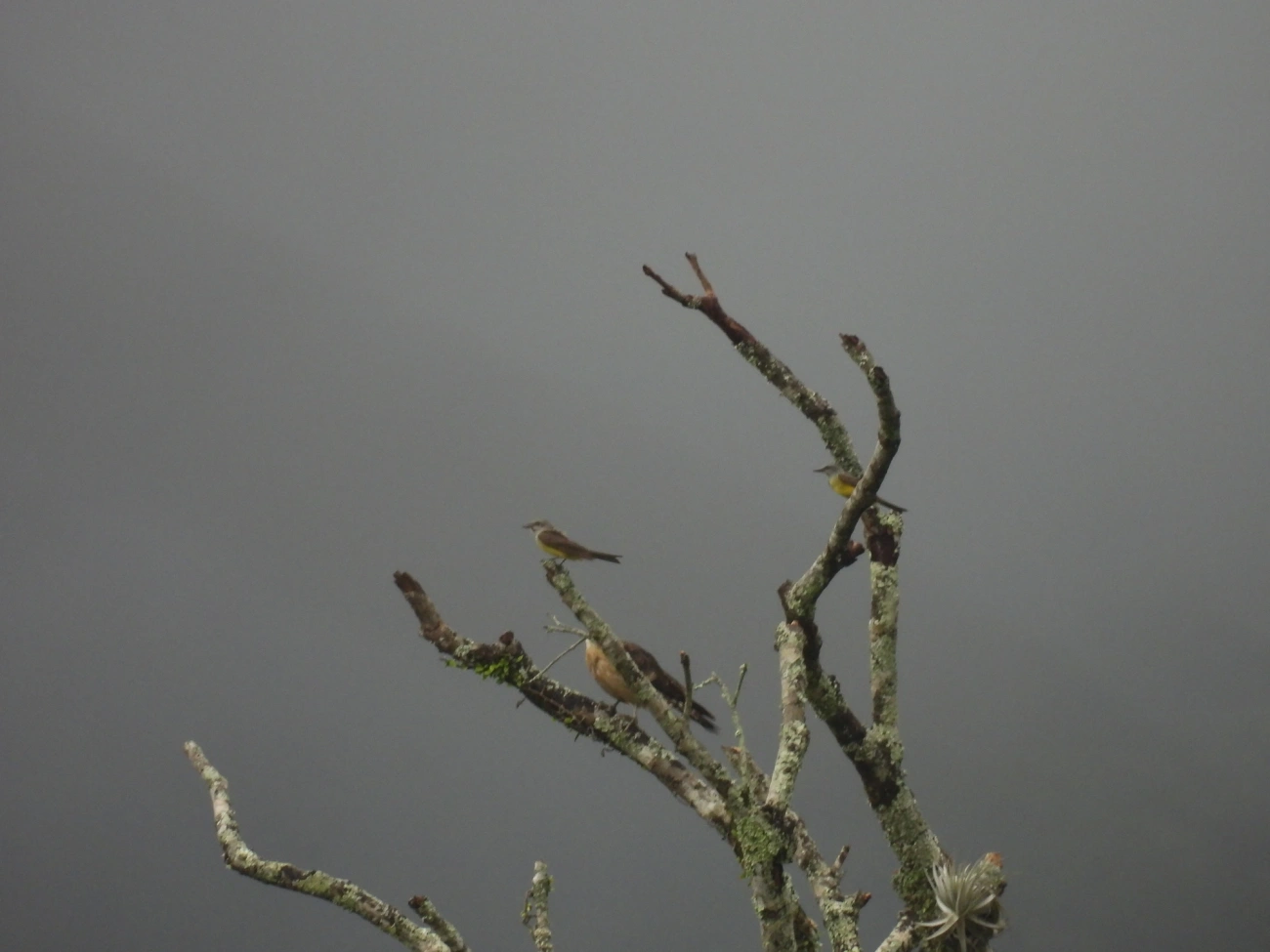 Suiriri (Tyrannus melancholicus), aves, fotografado em Maresias, São Sebastião