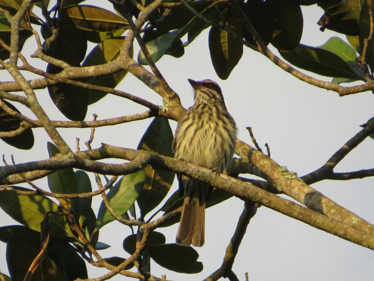 Bem-te-vi-rajado (Myiodynastes maculatus), aves, fotografado em Maresias, São Sebastião