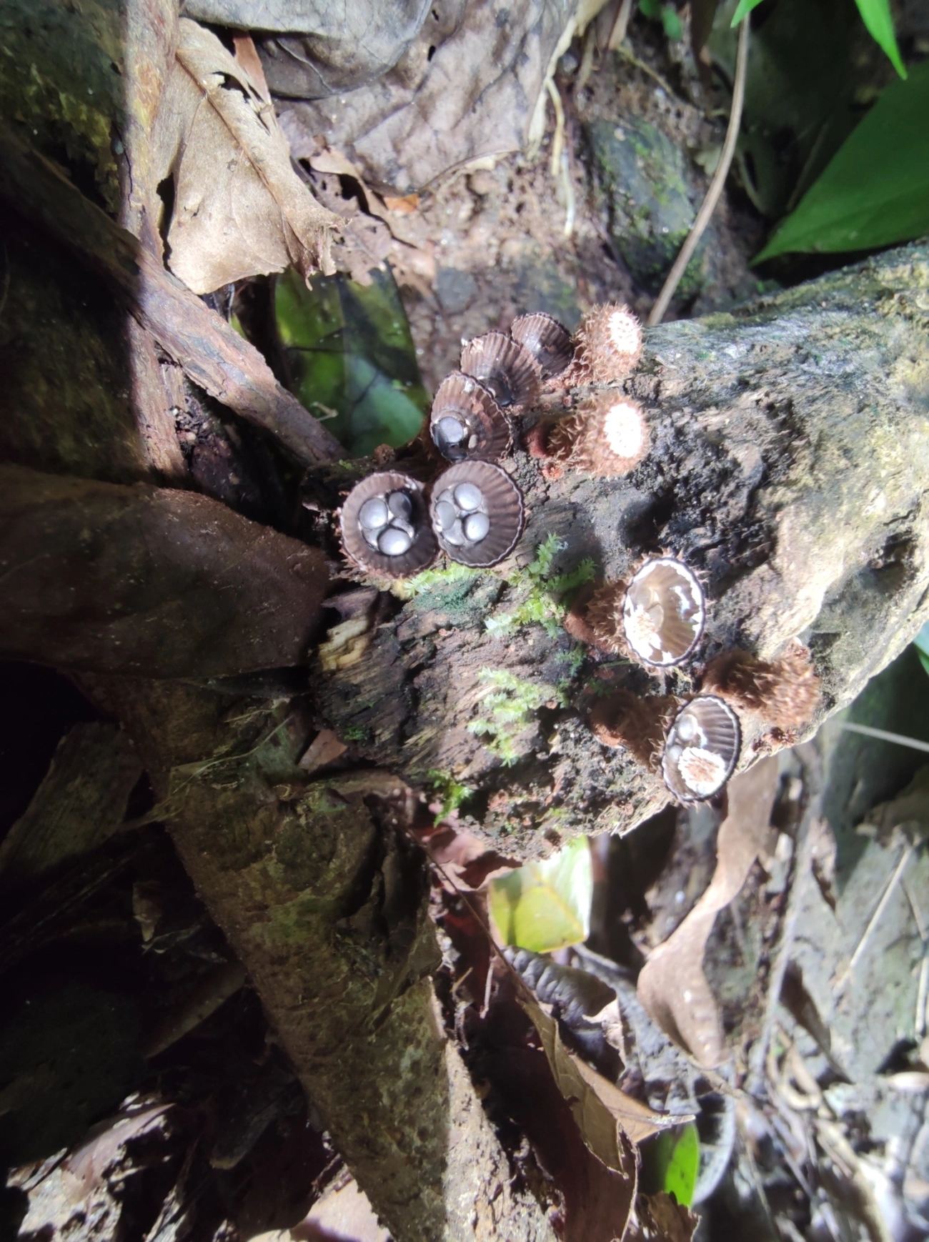 Ninho-de-pássaro-do-esterco (Cyathus stercoreus), fungos, fotografado em São Sebastião