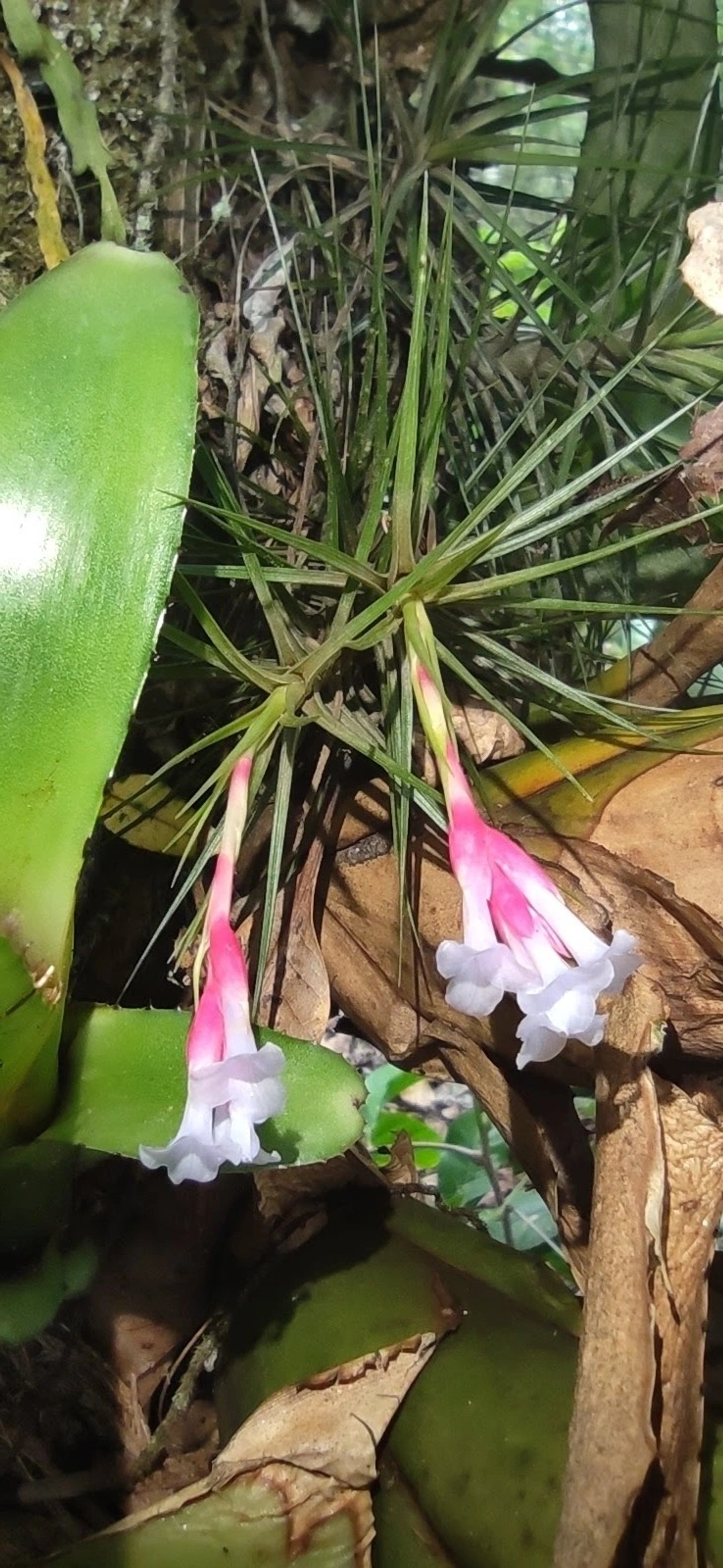 Tillandsia tenuifolia, plantas, fotografado em Maresias, São Sebastião