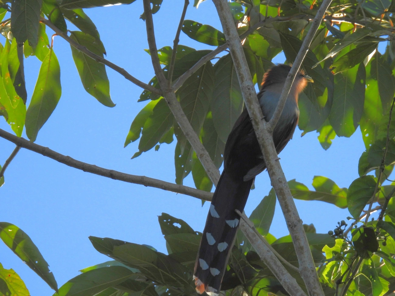 Alma-de-gato (Piaya cayana), aves, fotografado em Maresias, São Sebastião