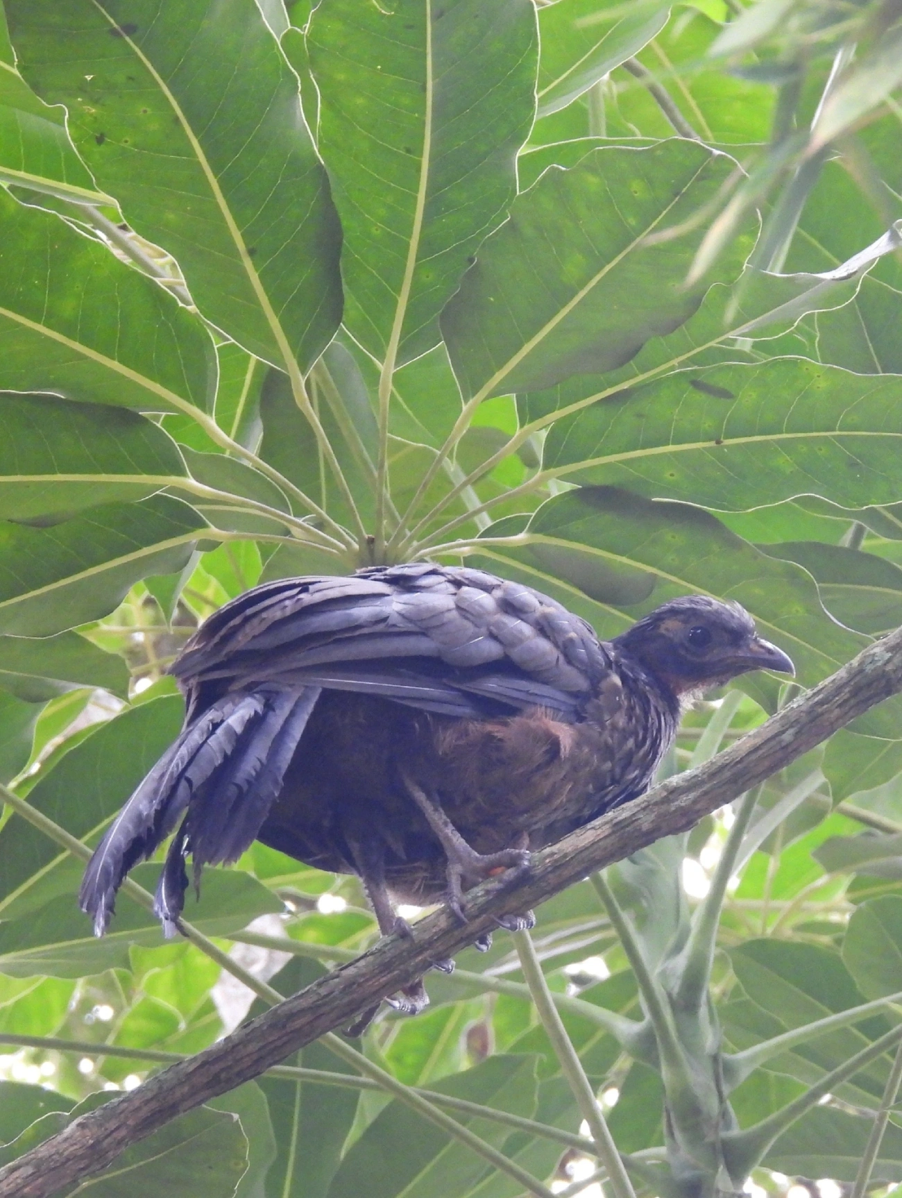 Jacuaçu (Penelope obscura), aves, fotografado em Guararema