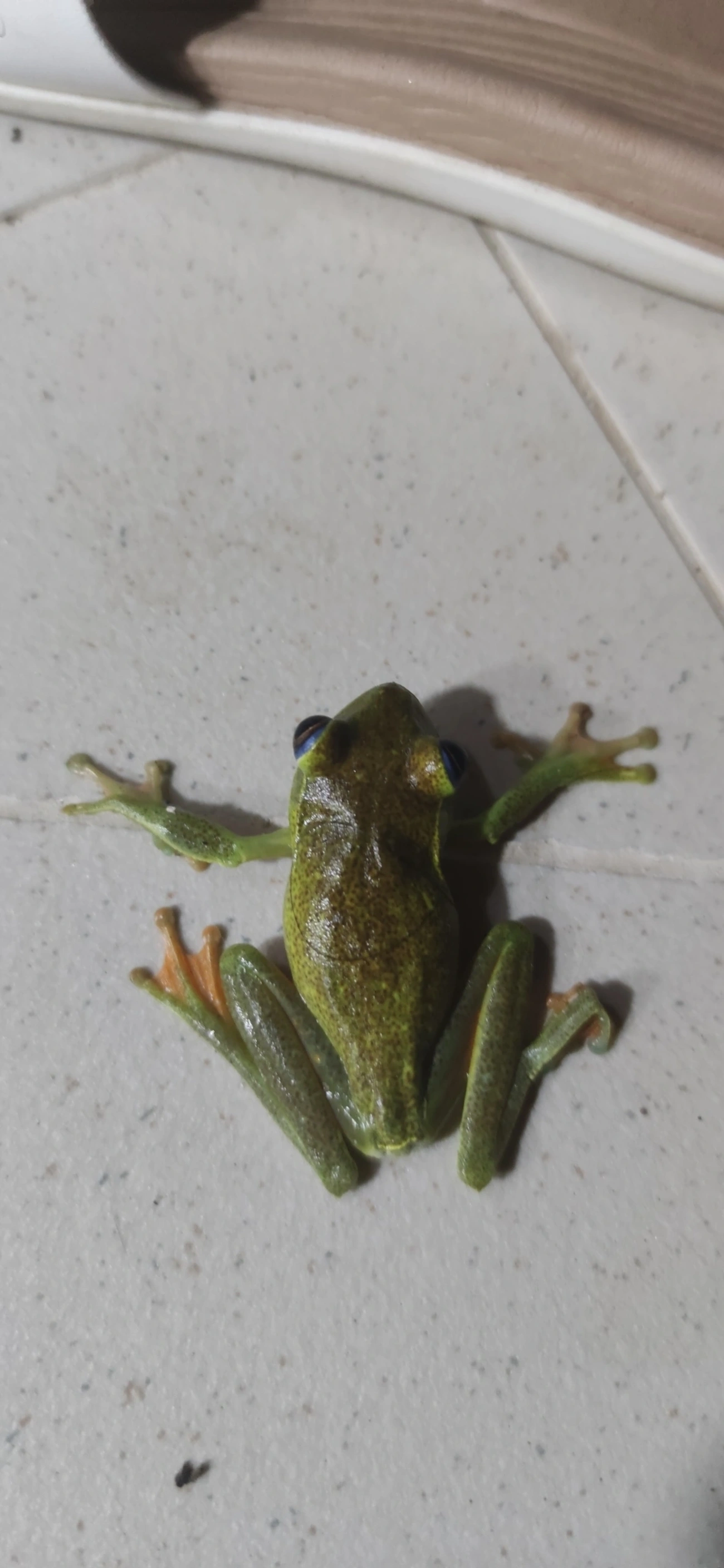 Perereca-araponga (Boana albomarginata), anfíbios, fotografado em Maresias, São Sebastião