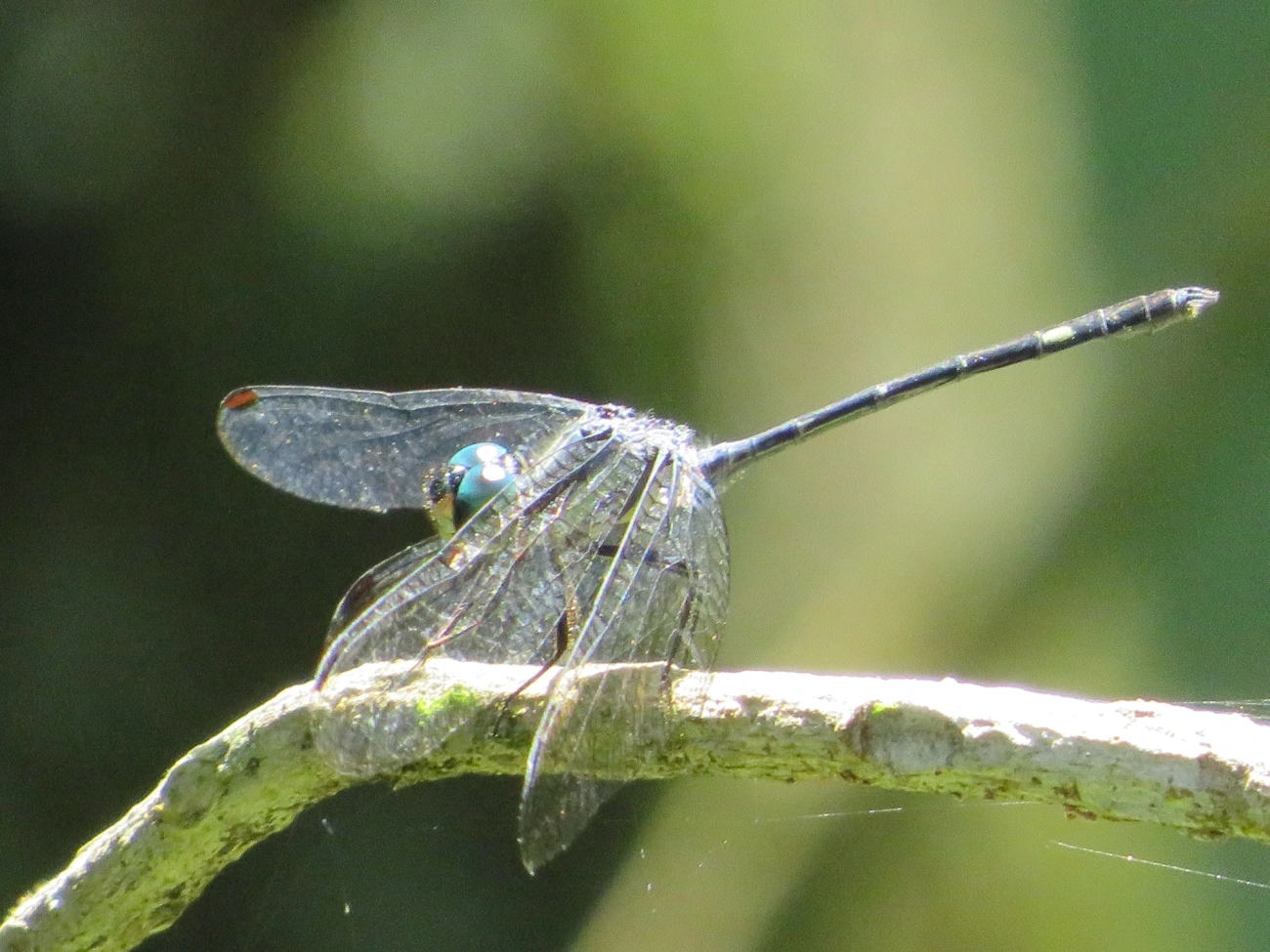 Micrathyria, insetos, fotografado em Maresias, São Sebastião