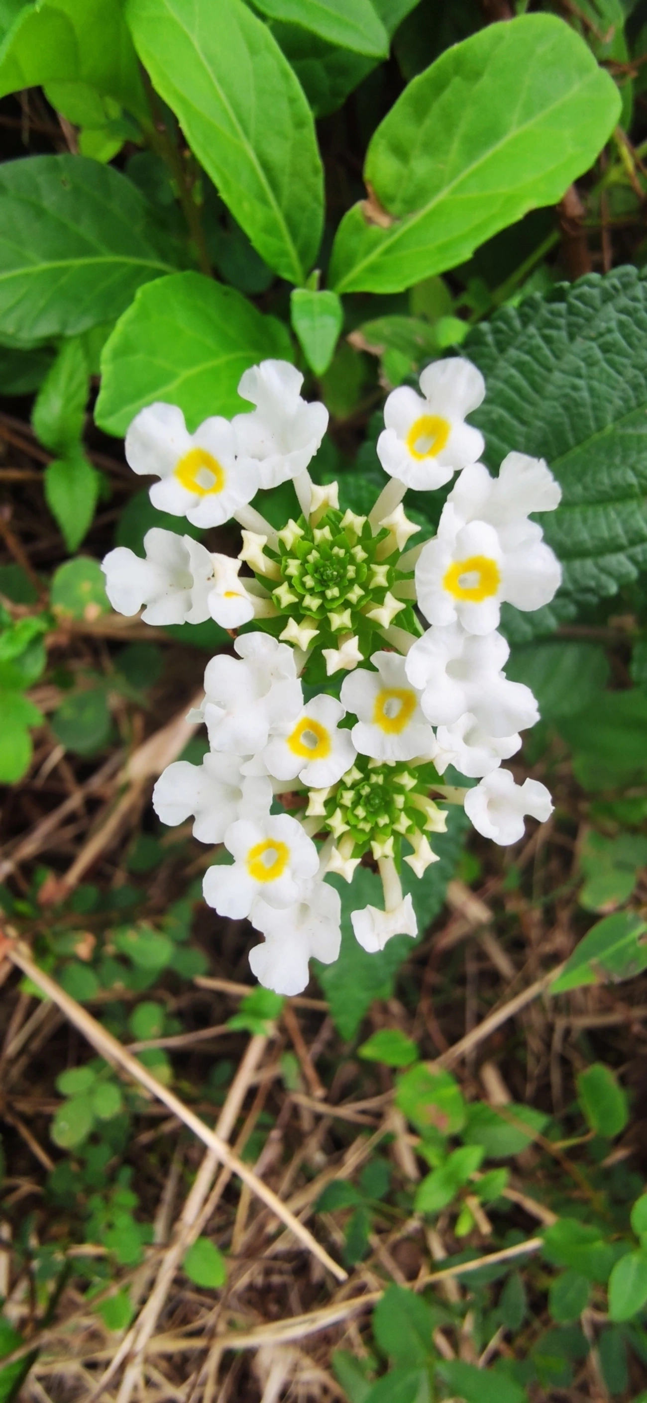 Camará (Lantana camara), plantas, fotografado em Maresias, São Sebastião