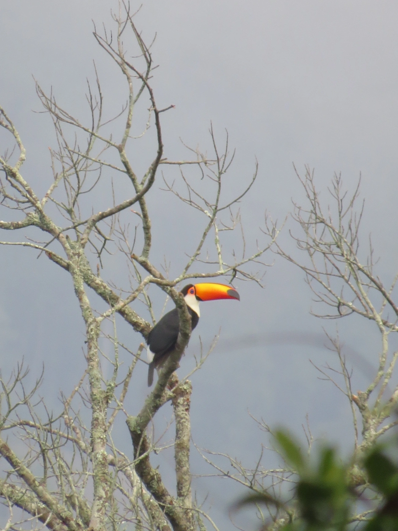 Tucano-toco (Ramphastos toco), aves, fotografado em Maresias, São Sebastião