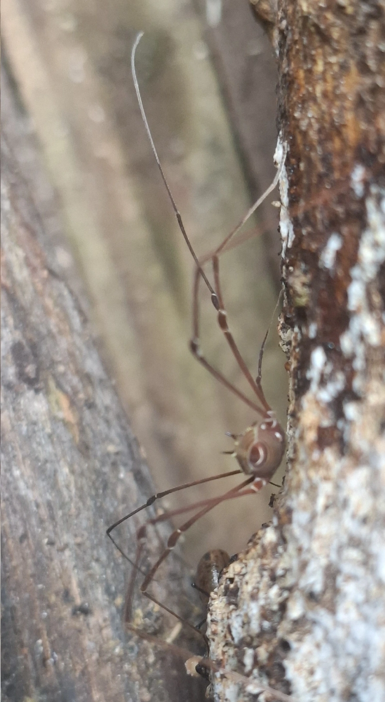 Gonyleptidae, aracnídeos, fotografado em Maresias, São Sebastião