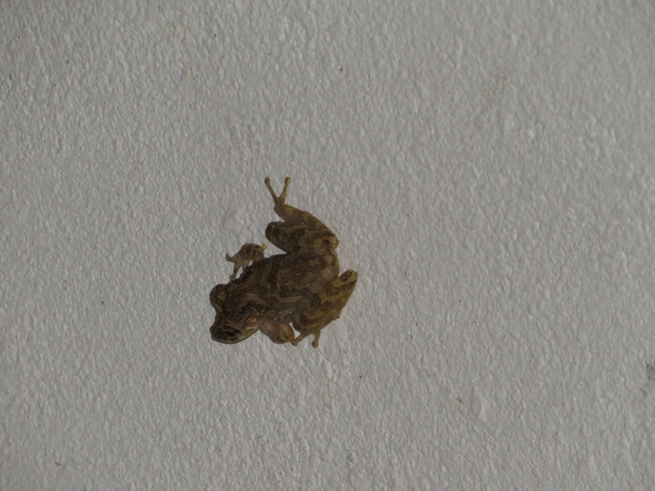 Scinax, anfíbios, fotografado em Maresias, São Sebastião
