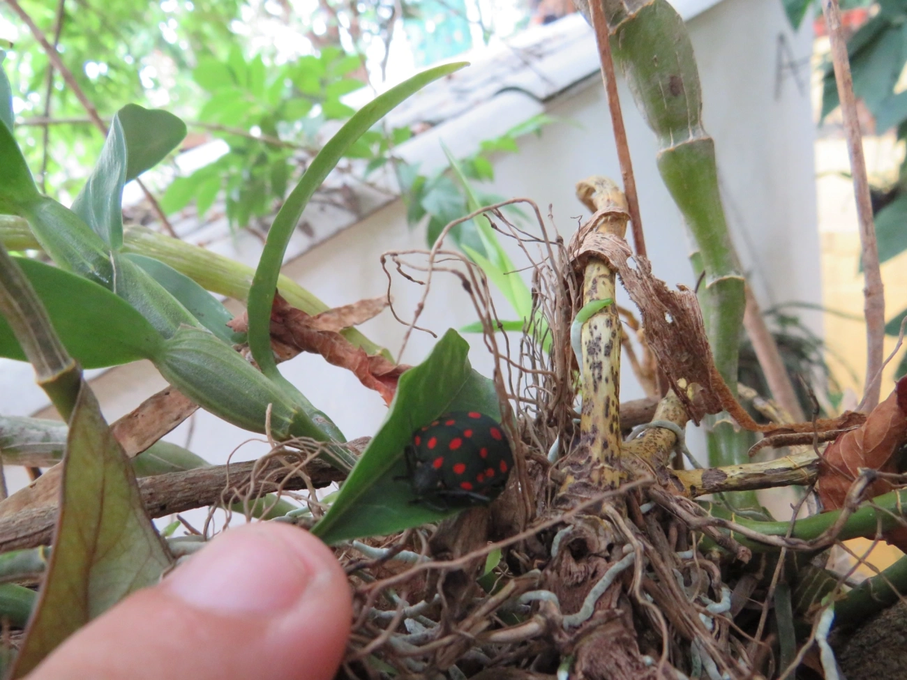 Percevejo-do-Pinhão-Manso (Pachycoris torridus), insetos, fotografado em São Paulo