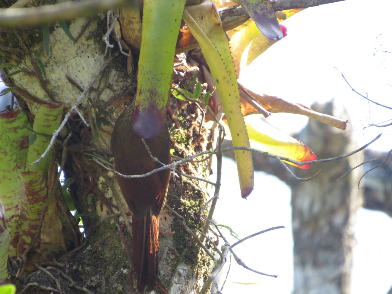 Arapaçu-de-garganta-branca (Xiphocolaptes albicollis), aves, fotografado em Maresias, São Sebastião
