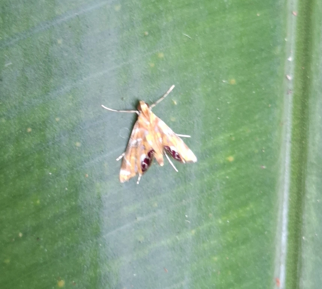 Acentropinae, insetos, fotografado em Maresias, São Sebastião