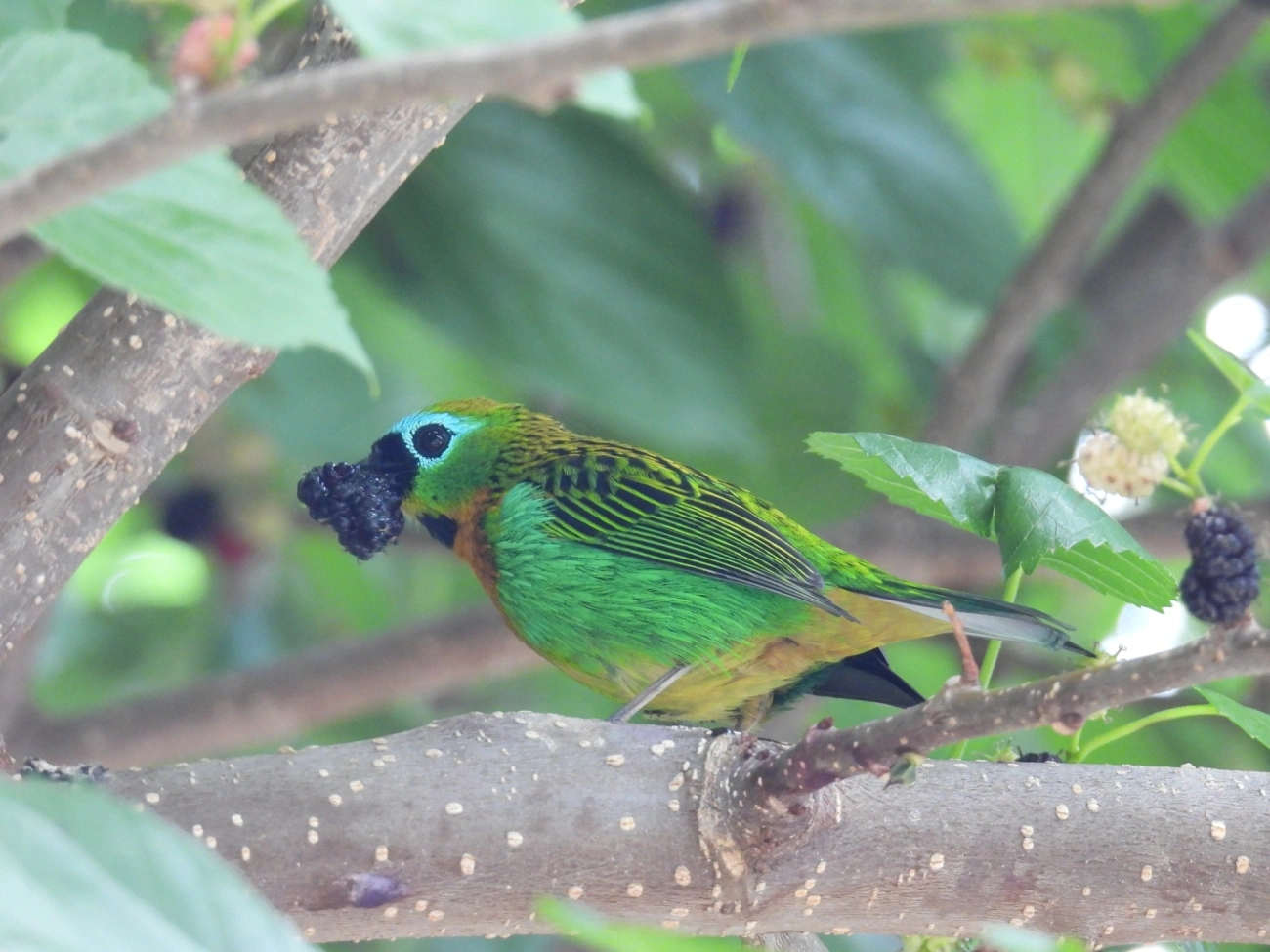 Saíra-lagarta (Tangara desmaresti), aves, fotografado em Itamonte