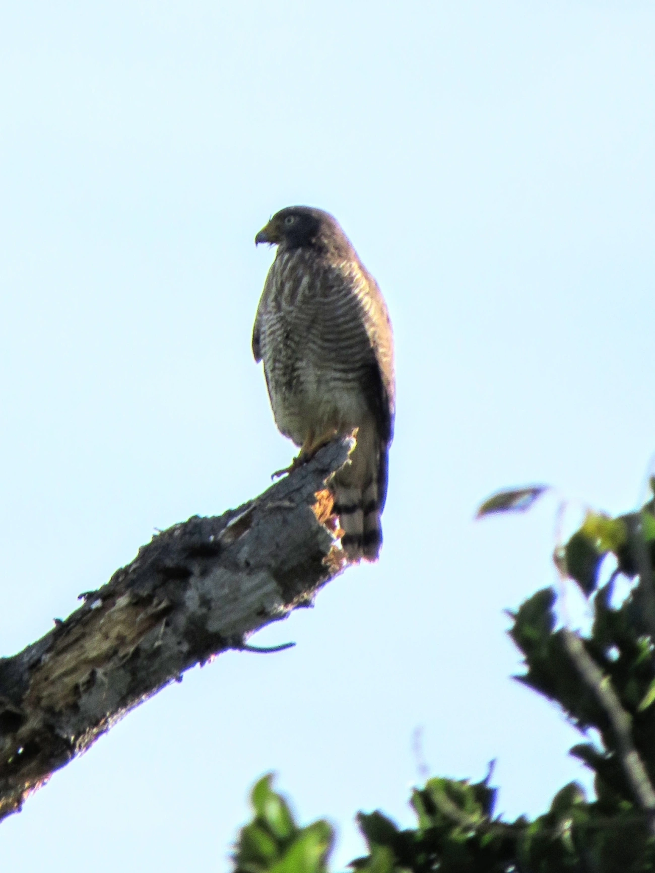 Gavião-carijó (Rupornis magnirostris), aves, fotografado em Maresias, São Sebastião