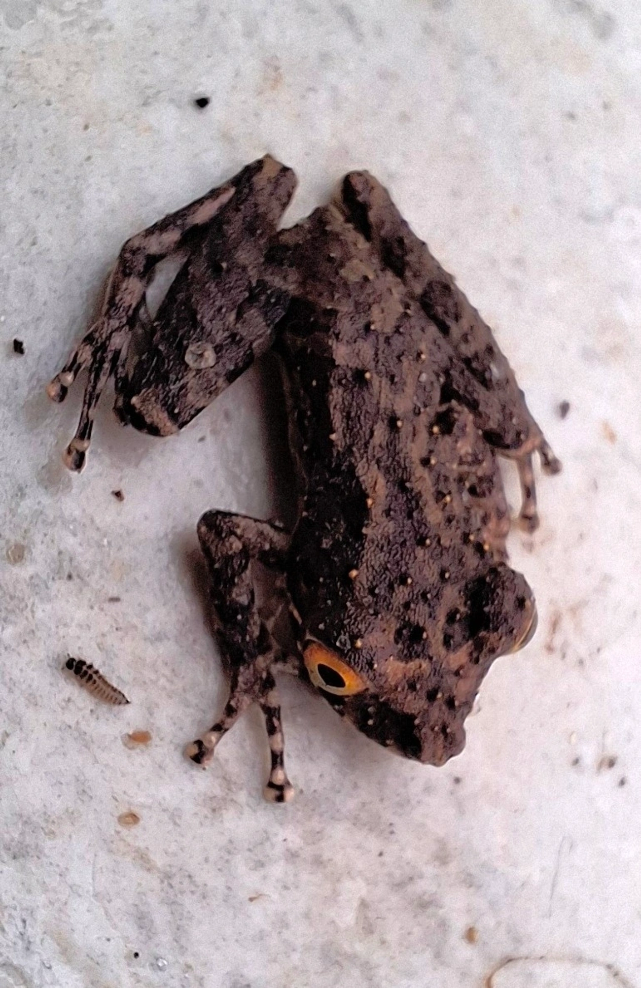 Ololygon, anfíbios, fotografado em Maresias, São Sebastião