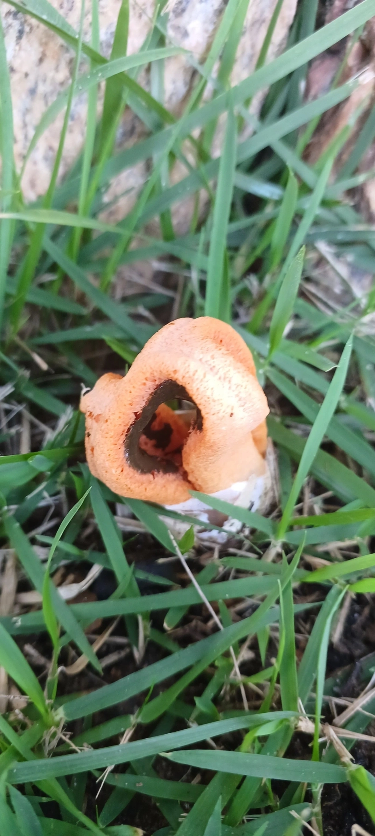 Cogumelo-fedorento-colunar (Clathrus columnatus), fungos, fotografado em Paúba, São Sebastião