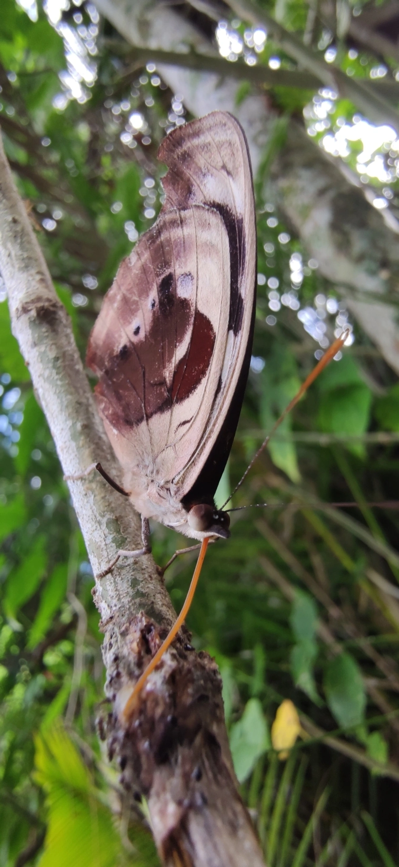 Catones (Catonephele), insetos, fotografado em Maresias, São Sebastião