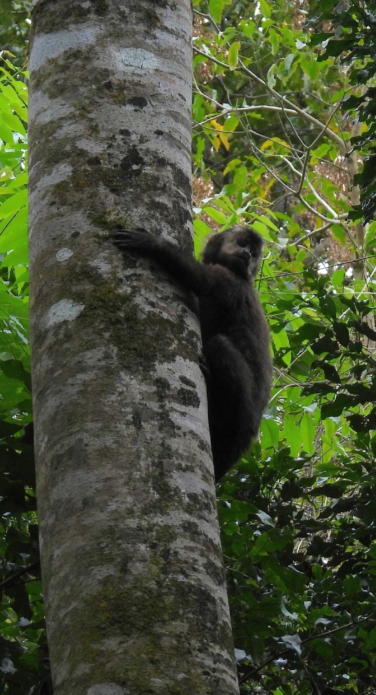 Macaco-prego-preto (Sapajus nigritus), mamíferos, fotografado em São Sebastião