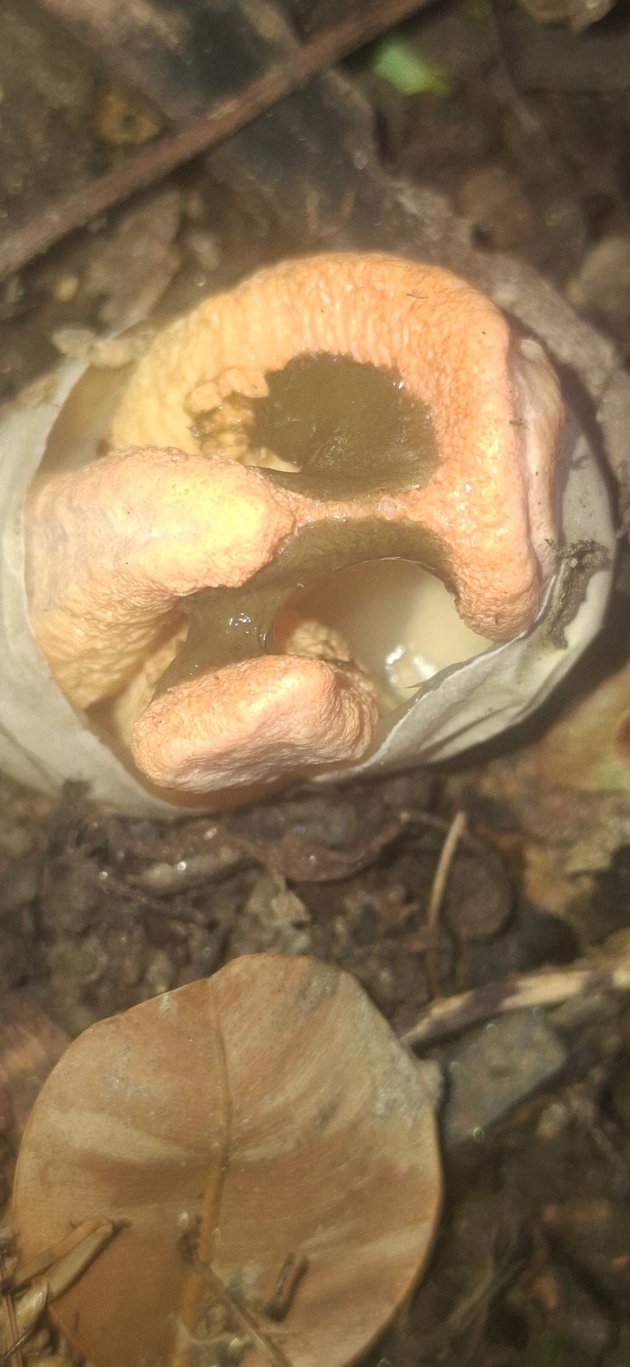 Cogumelo-fedorento-colunar (Clathrus columnatus), fungos, fotografado em Maresias, São Sebastião