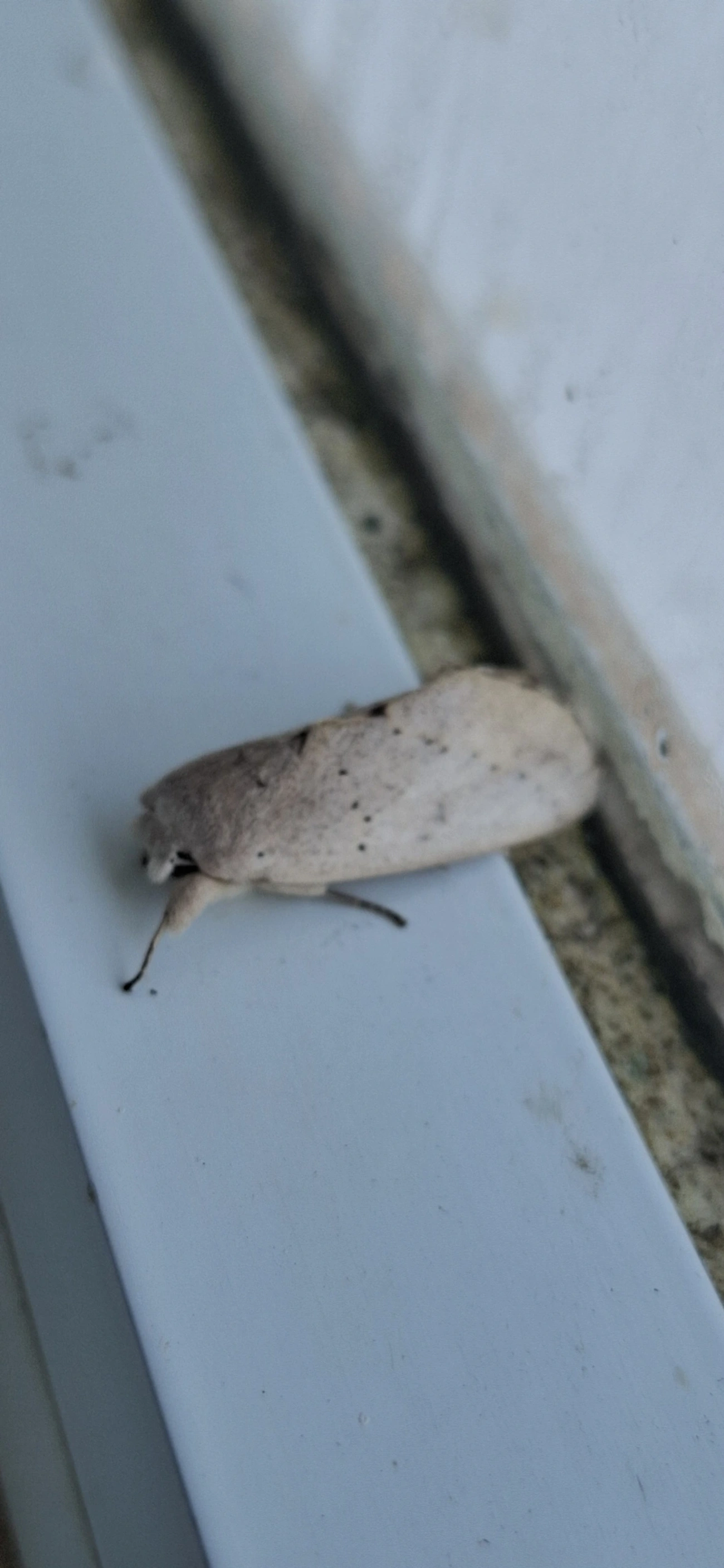 Hemiceras, insetos, fotografado em Amparo