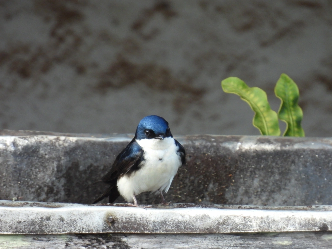 Andorinha-azul-e-branca (Pygochelidon cyanoleuca), aves, fotografado em Itamonte