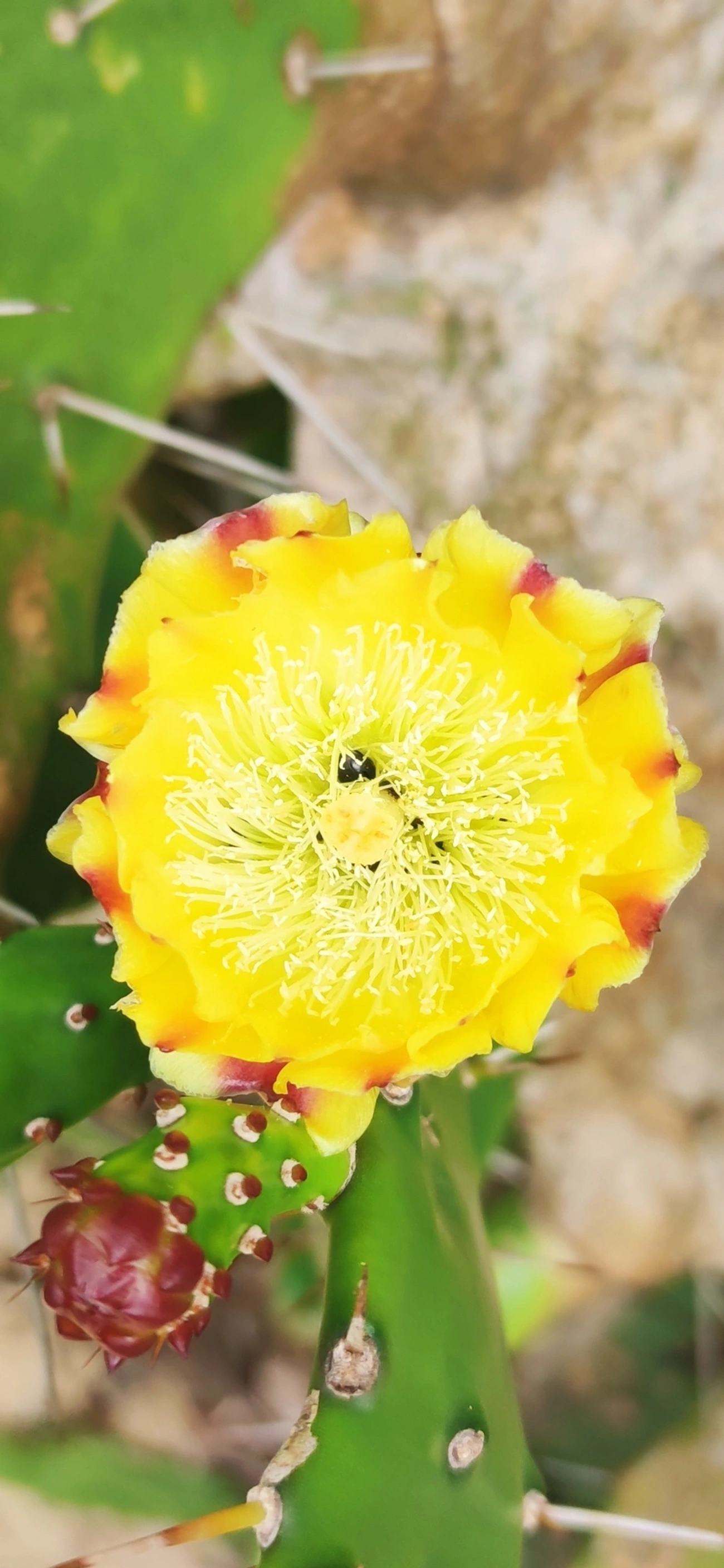 Urumbeba (Opuntia monacantha), plantas, fotografado em Toque-Toque Grande, São Sebastião
