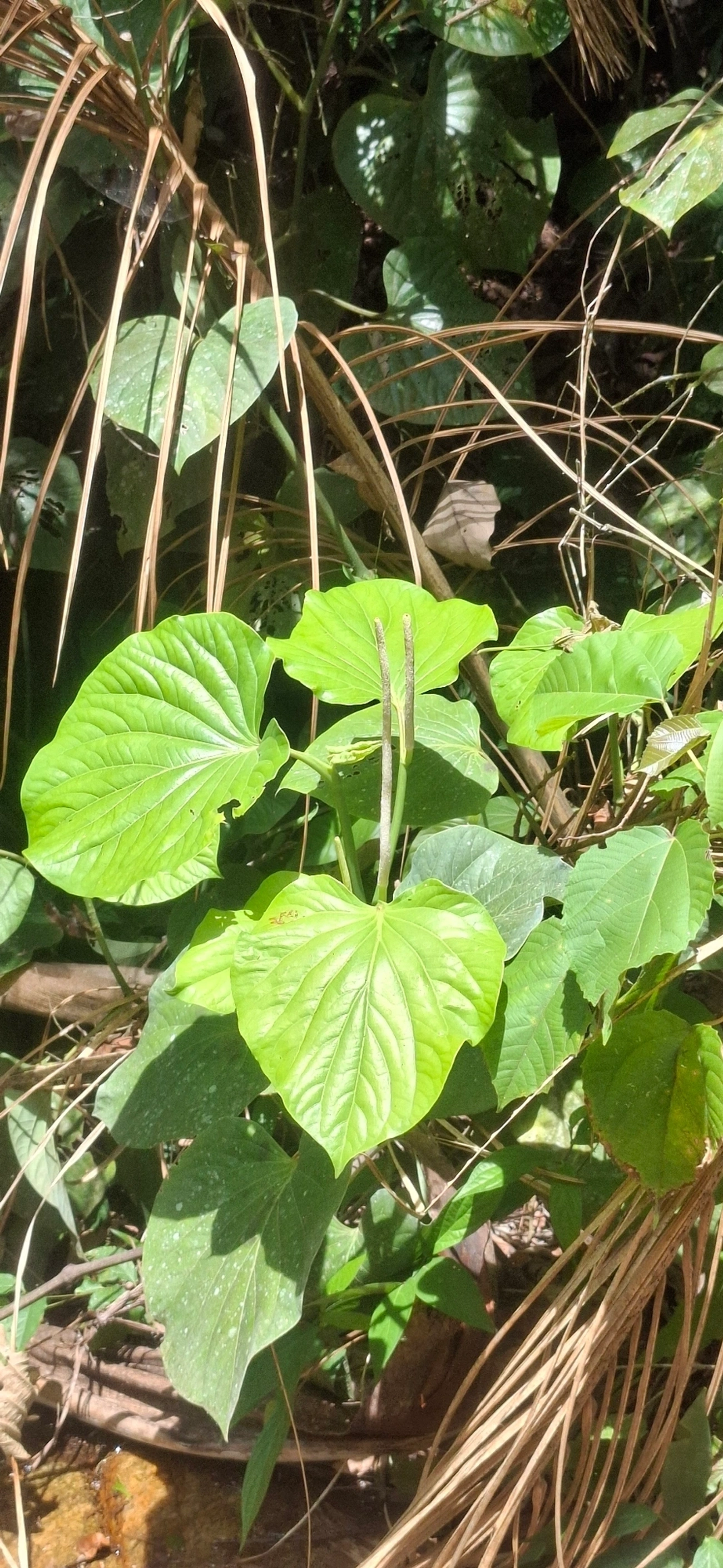 Piper, plantas, fotografado em Maresias, São Sebastião