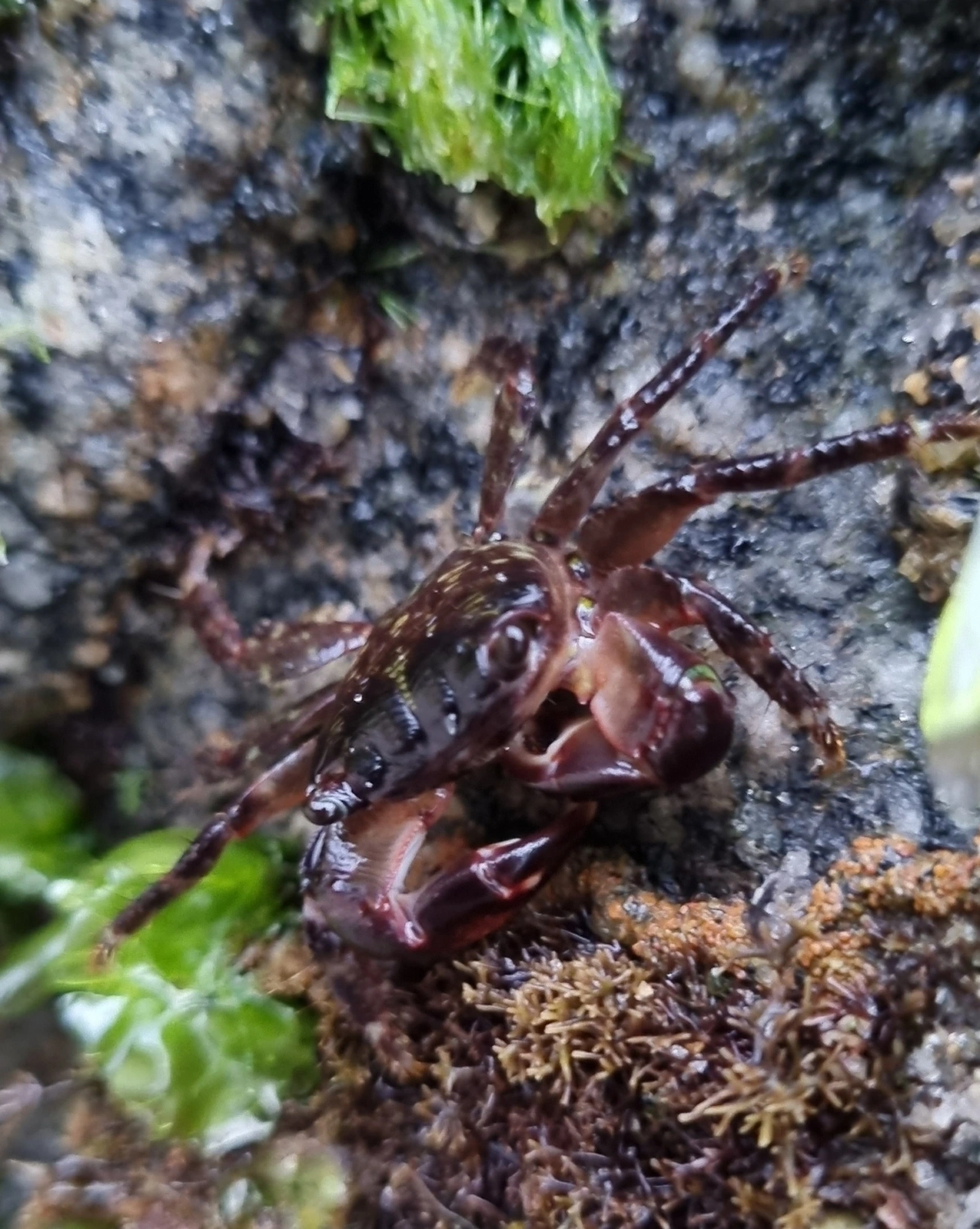 Caranguejo-verde (Pachygrapsus transversus), crustáceos, fotografado em Maresias, São Sebastião