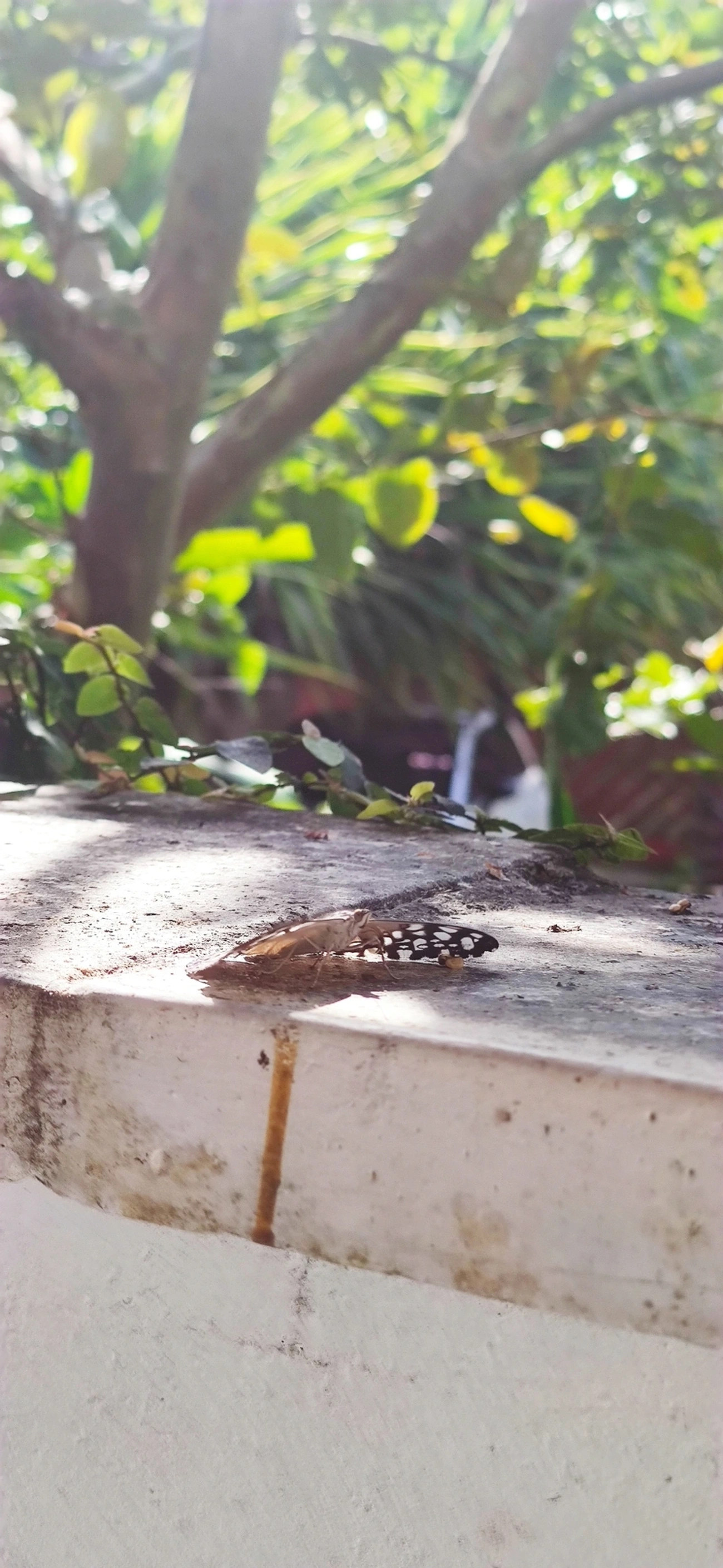 Borboleta-estaladeira (Hamadryas feronia), insetos, fotografado em Maresias, São Sebastião