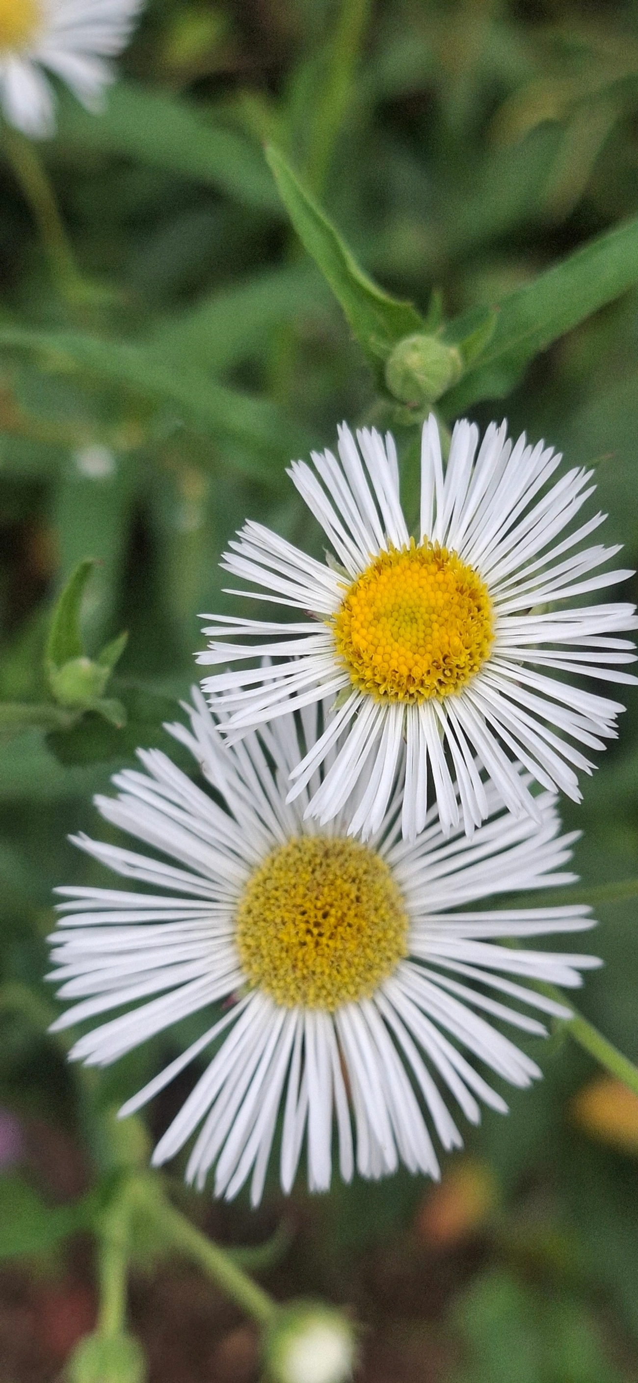Leptostelma, plantas, fotografado em Pedra Selada