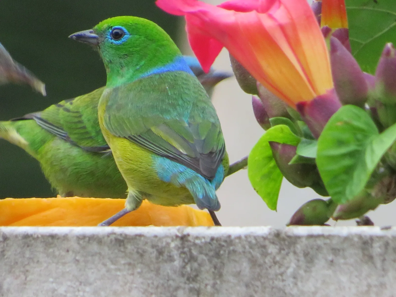 Gaturamo-bandeira (Chlorophonia cyanea), aves, fotografado em Maresias, São Sebastião