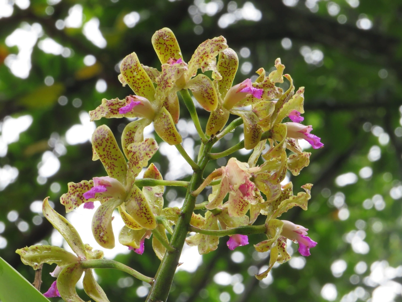 Catleia-gutata (Cattleya guttata), plantas, fotografado em São Sebastião