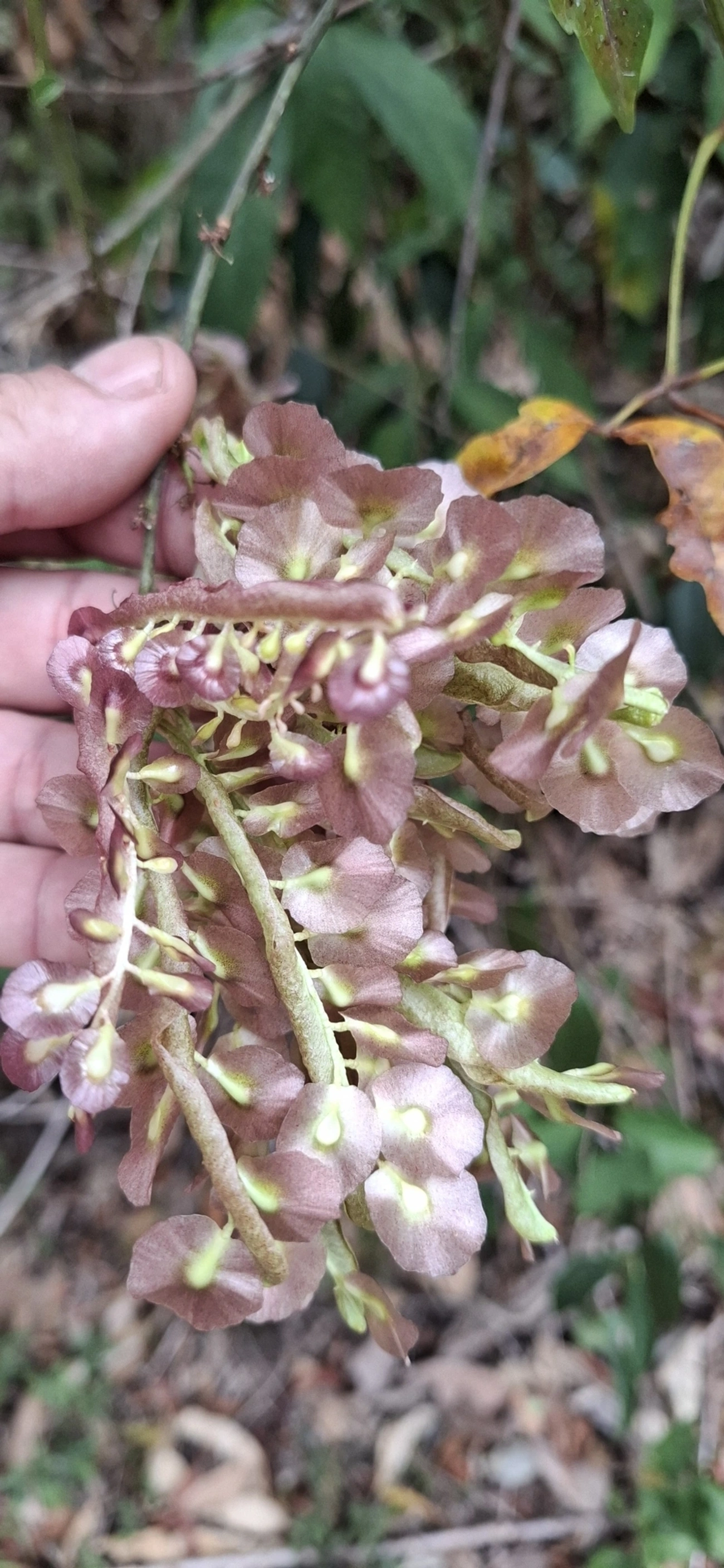 Plantas (Plantae), plantas, fotografado em Itamonte