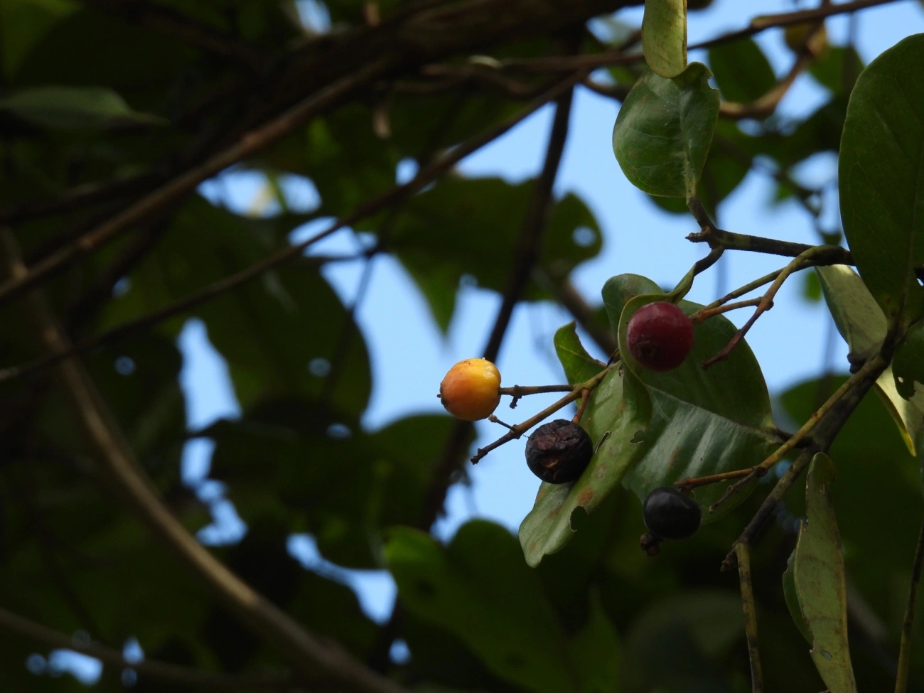 Guabiroba (Campomanesia xanthocarpa), plantas, fotografado em Maresias, São Sebastião
